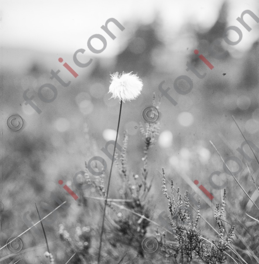 Löwenzahn | Dandelion (foticon-hofmann-001-003-sw.jpg)